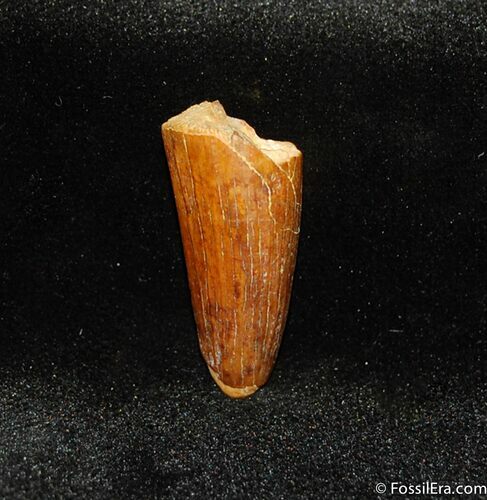 Cretaceous Aged Crocodile Tooth #345